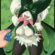 Ok… who taught her how to beg? [MF] (Pandazar)