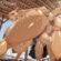 Hentai Zoo – 1futa 1girl ai generated animal ears anthro anus ass big ass big breasts big